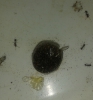 solenopsisn