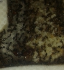 solenopsis