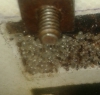 solenopsis