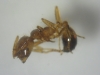 Solenopsis
