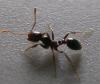 Solenopsis geminata forma negra