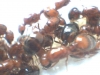 solenopsis 7