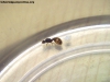 AmbarSolenopsis_15_Feb_18