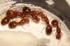 solenopsis