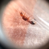 Solenopsis 6