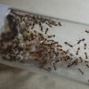 Solenopsis sp1. - 7/6/20