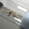 Solenopsis sp3. - 26/10/20