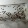 Solenopsis sp1. - 26/10/20