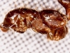Solenopsis