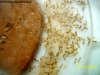 Solenopsis (Ramona 6 Nov)_1