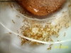 Solenopsis (Ramona 6 Nov)_2