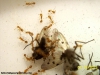 Solenopsis (Ramona 6 Nov)_4