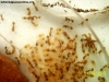 Solenopsis (Ramona 6 Nov)_5