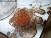 Solenopsis (Ramona) 20_Ene_1
