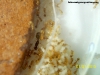 Solenopsis (Ramona 21 Oct)_3