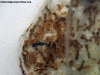 Solenopsis (Ramona) 28_Sep_2