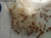 Solenopsis (Ramona) 28_Sep_4