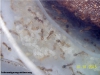 Solenopsis (Ramona 6 Oct)_3
