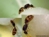Solenopsis x1