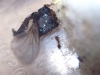 RositaSolenopsis_15_Feb_18