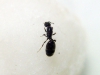 Solenopsis (Rosita)_13_Dic_17