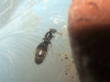Solenopsis (Soledad)_13_Dic_17