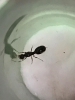 Solenopsis sp