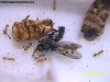 Solenopsis #7(Ramona 17 Sep)