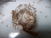 Solenopsis (Ramona) 20_Feb_1