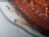 Solenopsis (Ramona)_2