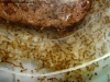 Solenopsis (Ramona 5 Dic)_2