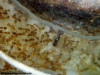 Solenopsis (Ramona 5 Dic)_4