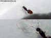 Solenopsis (SinNombre)_6_Feb_18