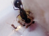 Solenopsis_Likha_1