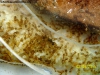 Solenopsis (Ramona 26 Nov)_2