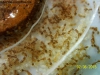 Solenopsis (Ramona 26 Nov)_4