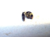 Solenopsis_Rosita_27_Feb