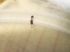 Solenopsis carbonaria nurse_2