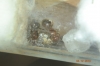 Solenopsis (Uruguay-Galaxy)