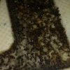 solenopsis