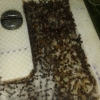 solenopsis