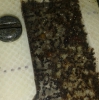 solenopsis