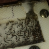 solenopsis