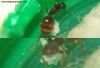 Solenopsis molesta 14 feb
