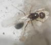 Solenopsis sp.