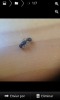 Tetramorium.sp