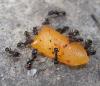 Tetramorium caespitum
