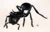 cephalotes 3