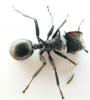 cephalotes 5