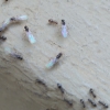 hormiga desconocida